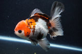 Thai Oranda  Tricolor 5 Inch (ID#411T6c-117)