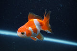 Baby Thai Oranda  Red White 3 Inch (ID#311TPTA-98) Free2Day SHIPPING