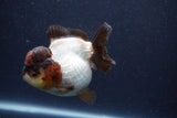 Short Body Thai Oranda  Panda 3.5 Inch (ID#1018To14b-74) Free2Day SHIPPING