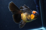 Thai Oranda  Red Black  6 Inch (ID#411T6b-118)