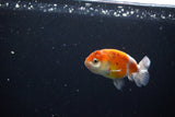 Ranchu  Calico 3 Inch (ID#1119R1c-86) Free2Day SHIPPING