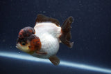 Short Body Thai Oranda  Panda 3.5 Inch (ID#1018To14b-74) Free2Day SHIPPING