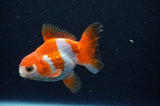 Baby Thai Oranda  Red White 3 Inch (ID#311TPTA-98) Free2Day SHIPPING