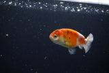 Ranchu  Calico 3 Inch (ID#1119R1c-86) Free2Day SHIPPING