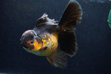 Thai Oranda  Red Black  6 Inch (ID#411T6b-118)