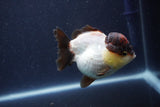 Short Body Thai Oranda  Panda 3.5 Inch (ID#1018To14b-74) Free2Day SHIPPING