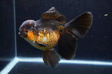 Thai Oranda  Red Black  6 Inch (ID#411T6b-118)