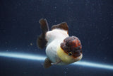 Short Body Thai Oranda  Panda 3.5 Inch (ID#1018To14b-74) Free2Day SHIPPING