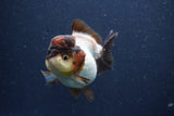 Short Body Thai Oranda  Panda 3.5 Inch (ID#1018To14b-74) Free2Day SHIPPING