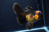 Thai Oranda  Red Black  6 Inch (ID#411T6b-118)