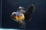 Thai Oranda  Red Black  6 Inch (ID#411T6b-118)