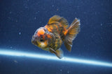 Short Body Thai Oranda  Bronze 3 Inch (ID#1022To14b-72) Free2Day SHIPPING