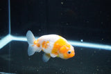 Ranchu  Sakura 3 Inch (ID#1119R1c-87) Free2Day SHIPPING