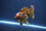 Short Body Thai Oranda  Bronze 3 Inch (ID#1022To14b-72) Free2Day SHIPPING