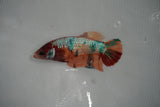 Candy Koi Galaxy  Plakat Female Betta (ID#801-F413) Free2Day SHIPPING