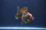 Short Body Thai Oranda  Bronze 3 Inch (ID#1022To14b-72) Free2Day SHIPPING