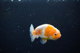 Ranchu  Sakura 3 Inch (ID#1119R1c-87) Free2Day SHIPPING