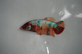 Candy Koi Galaxy  Plakat Female Betta (ID#801-F413) Free2Day SHIPPING