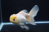 Thai Oranda  White 6 Inch (ID#411T6c-119)