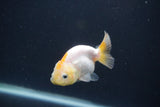 Baby Ranchu  Red White 2.5 Inch (ID#0103R9c-30) Free2Day SHIPPING