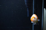 Ranchu  Sakura 3 Inch (ID#1119R1c-87) Free2Day SHIPPING