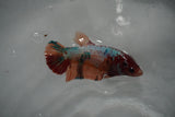 Candy Koi Galaxy  Plakat Female Betta (ID#801-F413) Free2Day SHIPPING