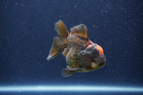 Short Body Thai Oranda  Bronze 3 Inch (ID#1022To14b-72) Free2Day SHIPPING