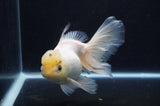 Thai Oranda  White 6 Inch (ID#411T6c-119)