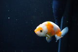 Ranchu  Sakura 3 Inch (ID#1119R1c-87) Free2Day SHIPPING