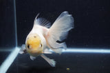 Thai Oranda  White 6 Inch (ID#411T6c-119)