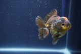 Short Body Thai Oranda  Bronze 3 Inch (ID#1022To14b-72) Free2Day SHIPPING