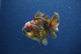 Short Body Thai Oranda  Bronze 3 Inch (ID#1022To14b-72) Free2Day SHIPPING