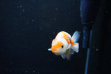 Ranchu  Sakura 3 Inch (ID#1119R1c-87) Free2Day SHIPPING