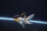 Baby Thai Oranda  Panda 3 Inch (ID#311TPTA-100) Free2Day SHIPPING