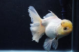Thai Oranda  White 6 Inch (ID#411T6c-119)
