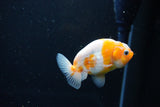 Ranchu  Sakura 3 Inch (ID#1119R1c-87) Free2Day SHIPPING