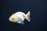 Baby Ranchu  Red White 2.5 Inch (ID#0103R9c-30) Free2Day SHIPPING