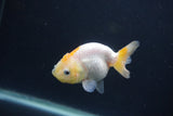 Baby Ranchu  Red White 2.5 Inch (ID#0103R9c-30) Free2Day SHIPPING