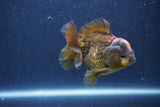 Short Body Thai Oranda  Bronze 3 Inch (ID#1022To14b-72) Free2Day SHIPPING