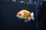 Ranchu  Sakura 3 Inch (ID#1119R1c-87) Free2Day SHIPPING