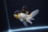 Baby Thai Oranda  Panda 3 Inch (ID#311TPTA-100) Free2Day SHIPPING