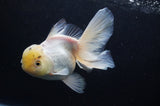 Thai Oranda  White 6 Inch (ID#411T6c-119)