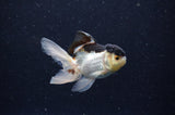 Baby Thai Oranda  Panda 3 Inch (ID#311TPTA-100) Free2Day SHIPPING