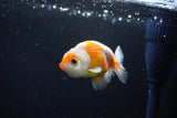 Ranchu  Sakura 3 Inch (ID#1119R1c-87) Free2Day SHIPPING