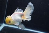 Thai Oranda  White 6 Inch (ID#411T6c-119)