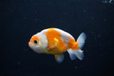 Ranchu  Sakura 3 Inch (ID#1119R1c-87) Free2Day SHIPPING