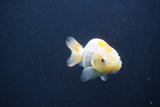 Baby Ranchu  Red White 2.5 Inch (ID#0103R9c-30) Free2Day SHIPPING