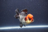 Short Body Thai Oranda  Tricolor 3 Inch (ID#1022To14b-73) Free2Day SHIPPING