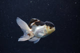 Baby Thai Oranda  Panda 3 Inch (ID#311TPTA-100) Free2Day SHIPPING
