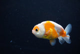 Ranchu  Sakura 3 Inch (ID#1119R1c-87) Free2Day SHIPPING